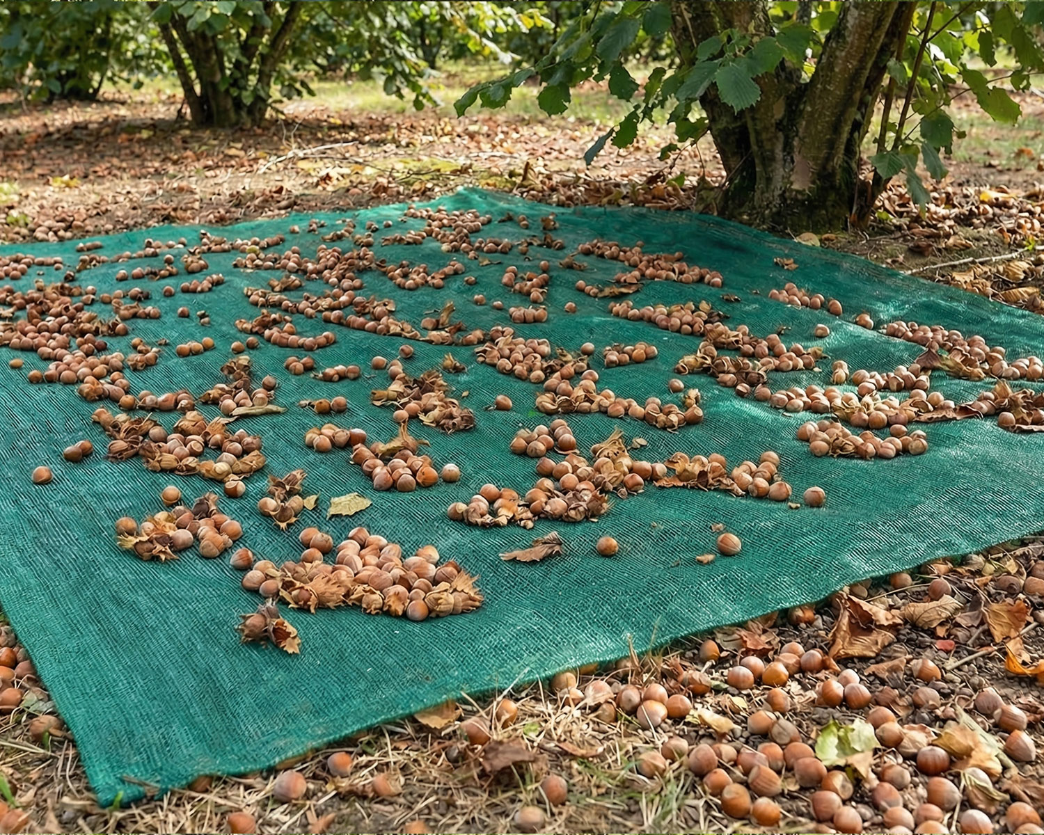 Fındık Toplama Filesi – Yüzde 55lik Fındık Filesi – Yeşil -Düz