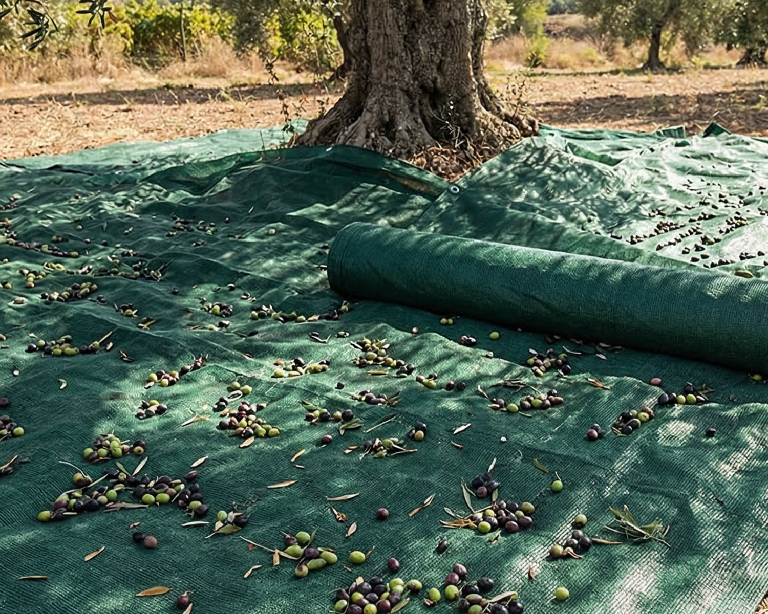 Zeytin Toplama Filesi – Sergenlik – Yüzde 75lik Yeşil – Düz